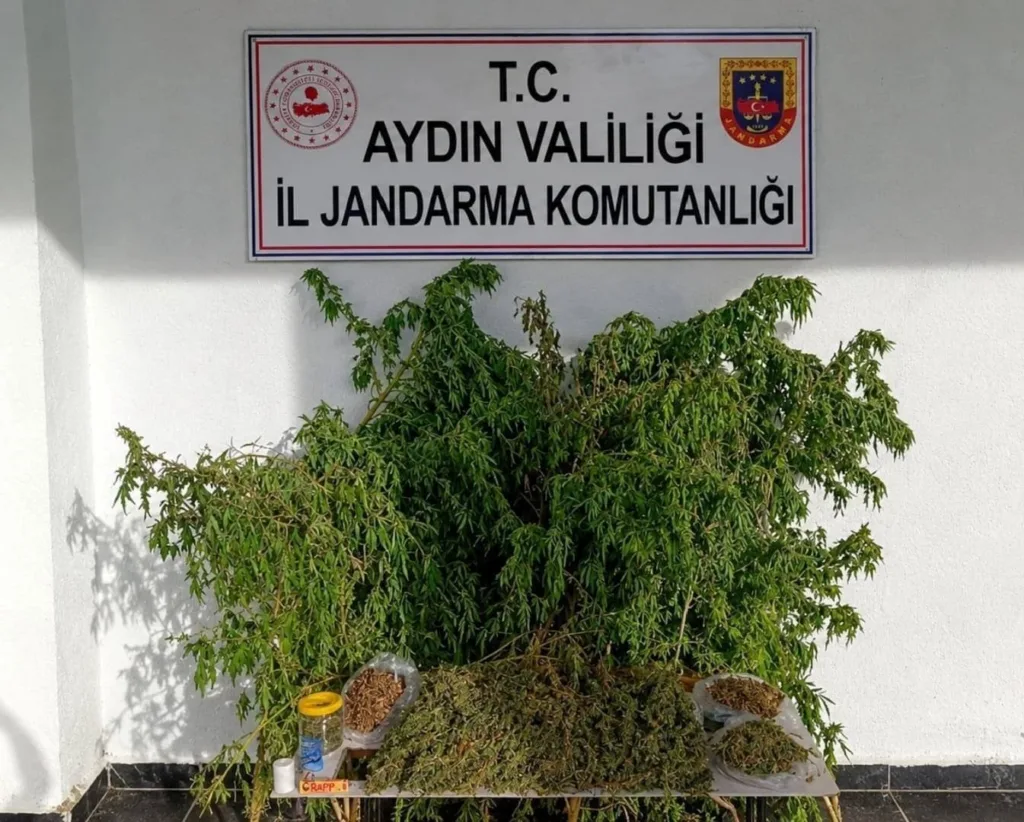 incirliovadaki uyusturucu baskininda 47 kok kenevir ele gecirildi 25060db91d50