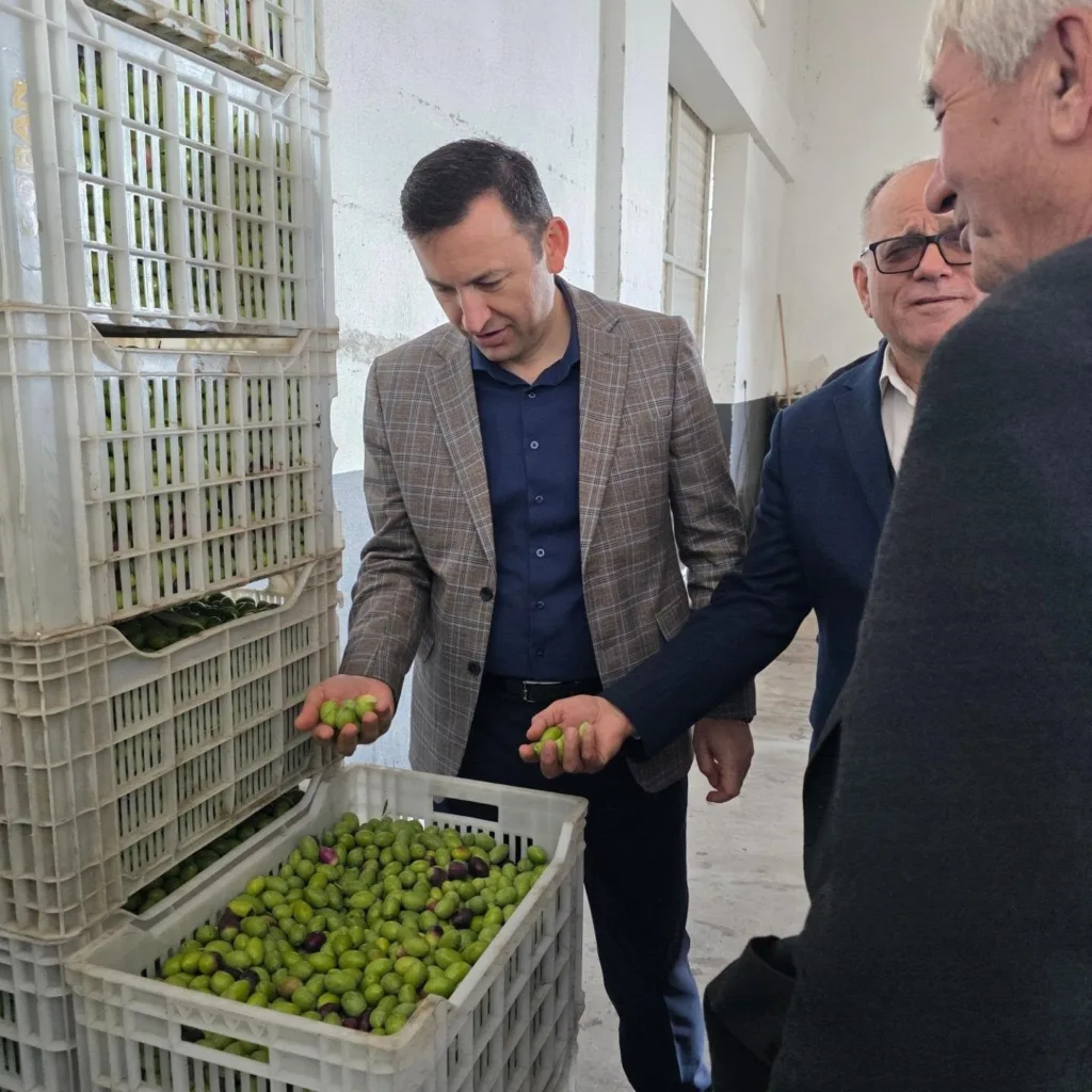 kuyucakta zeytin bahcelerinde hasat mesaisi 23fdc60385a1