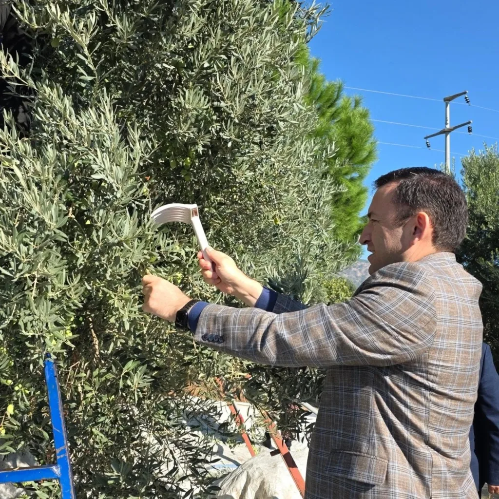 kuyucakta zeytin bahcelerinde hasat mesaisi b10ca5904772