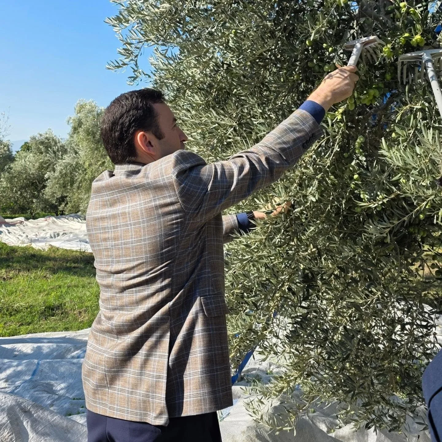 Kuyucak’ta zeytin bahçelerinde hasat mesaisi 2 Kuyucak’ta zeytin bahçelerinde hasat mesaisi