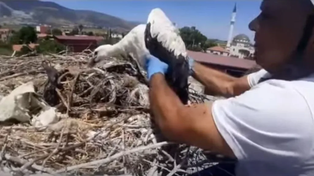Leylek yuvalarındaki plastik ipler yavruların hayatını tehdit ediyor 3 leylek yuvalarindaki plastik ipler yavrularin hayatini tehdit ediyor 3828b091fb3a