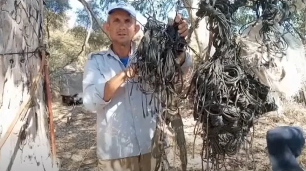 Leylek yuvalarındaki plastik ipler yavruların hayatını tehdit ediyor 2 leylek yuvalarindaki plastik ipler yavrularin hayatini tehdit ediyor 5ead7d8e663c