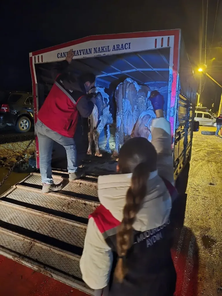 nazilli hayvan pazarinda kacak ve belgesiz hayvanlara gecit yok 0eda6f92b03e
