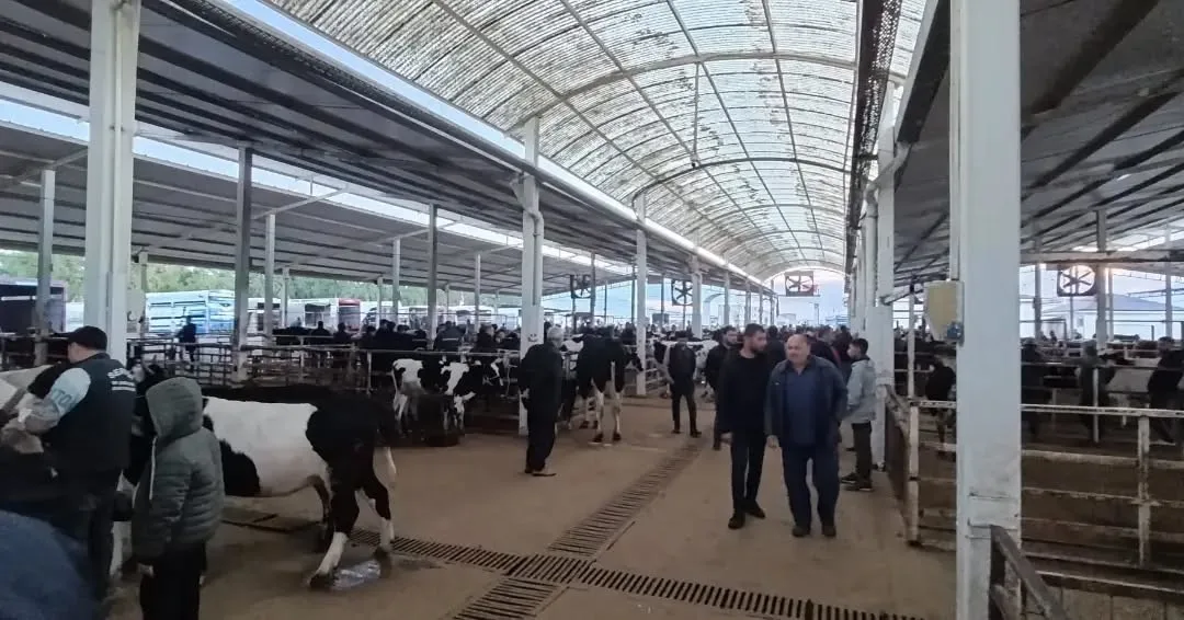 Nazilli Hayvan Pazarı’nda kaçak ve belgesiz hayvanlara geçit yok 34 Nazilli Hayvan Pazarı’nda kaçak ve belgesiz hayvanlara geçit yok