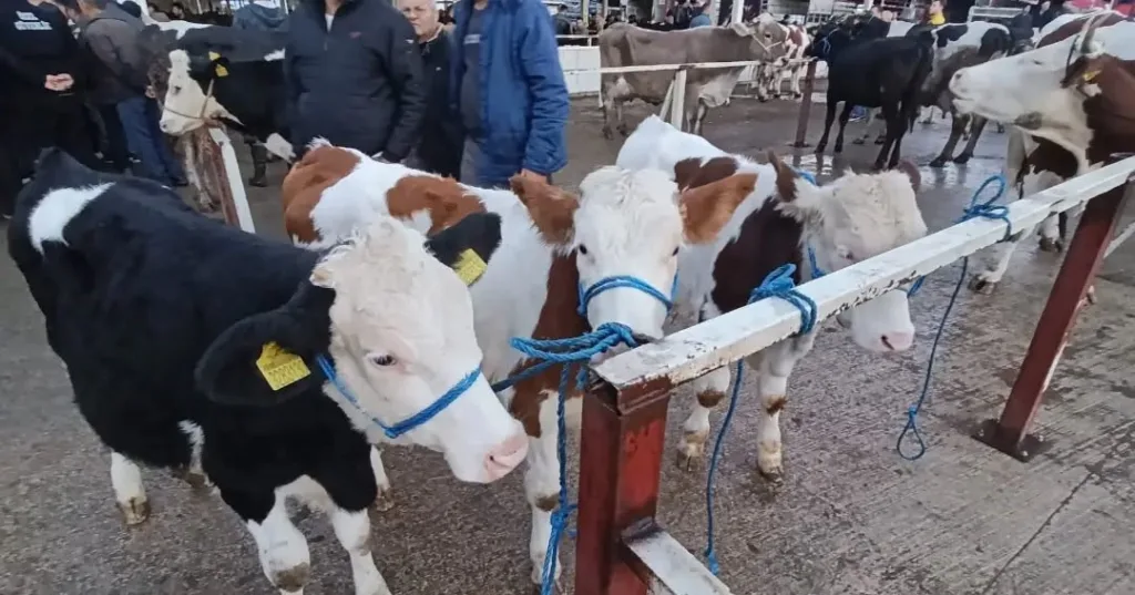 nazilli hayvan pazarinda kacak ve belgesiz hayvanlara gecit yok add6f544eeb5
